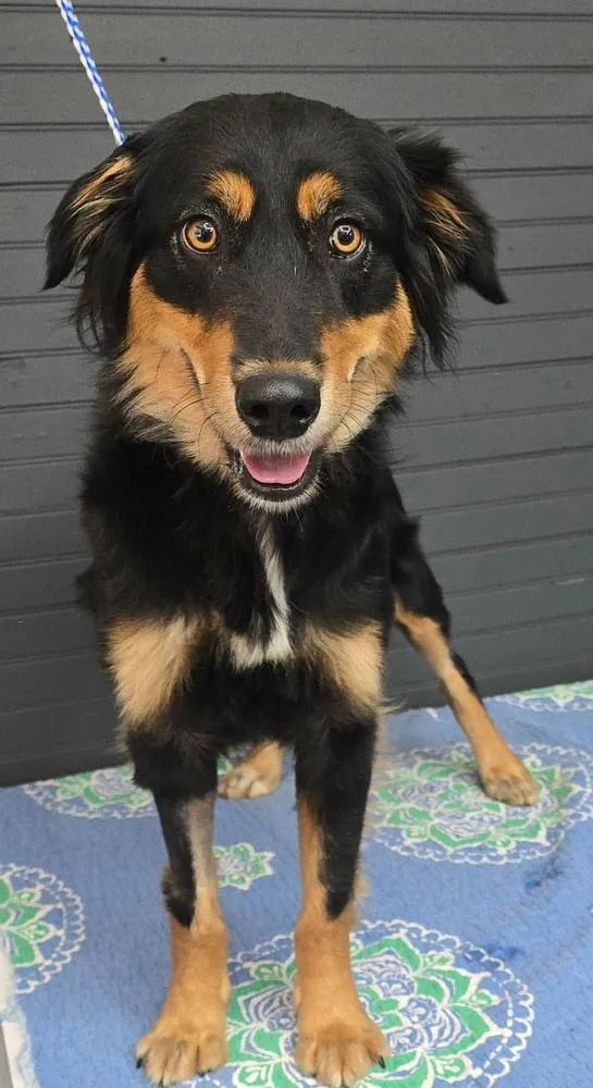A young medium-sized female Tricolor (Brown, Black, & White) Australian Terrier dog named Rachel for adoption in Manhattan, NY