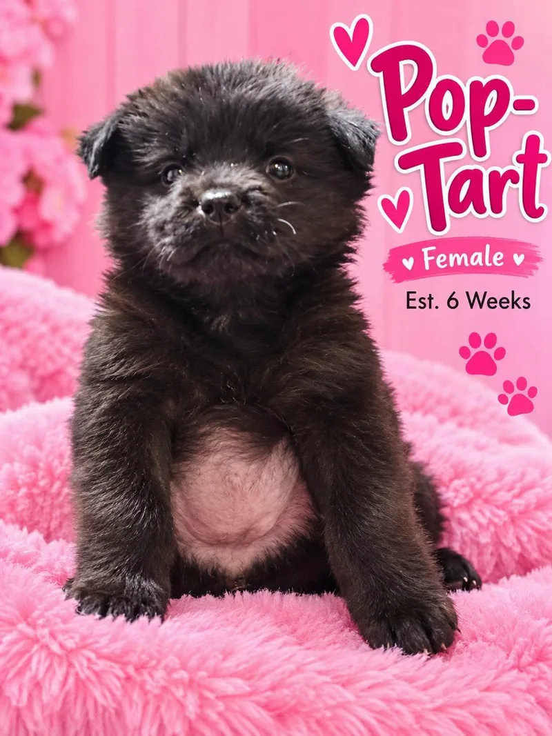 A baby medium-sized female Black Mouth Cur dog named Pop Tart for adoption in Fort Worth, TX