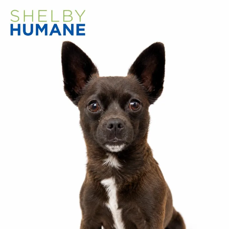 An adult small-sized male Black Mixed Breed dog named Pepe for adoption in Columbiana, AL