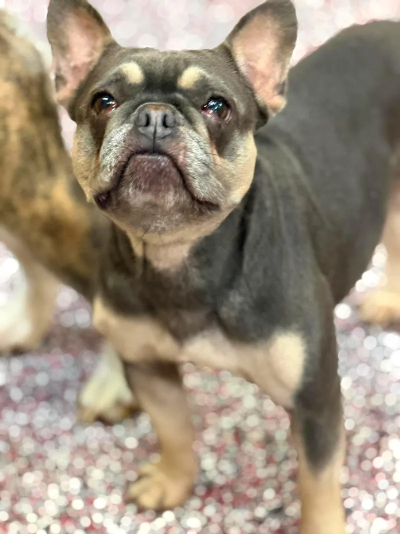 An adult small-sized female Brown / Chocolate French Bulldog dog named Tonya for adoption in Wheelersburg, OH