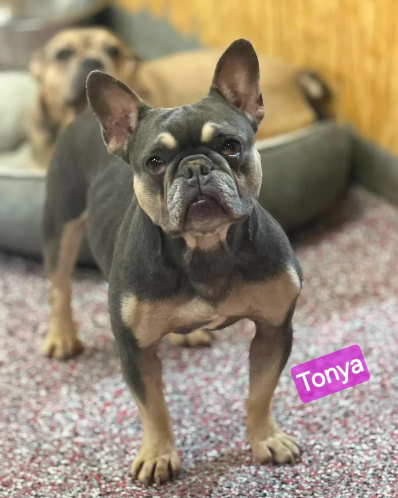 Tonya thumbnail 2