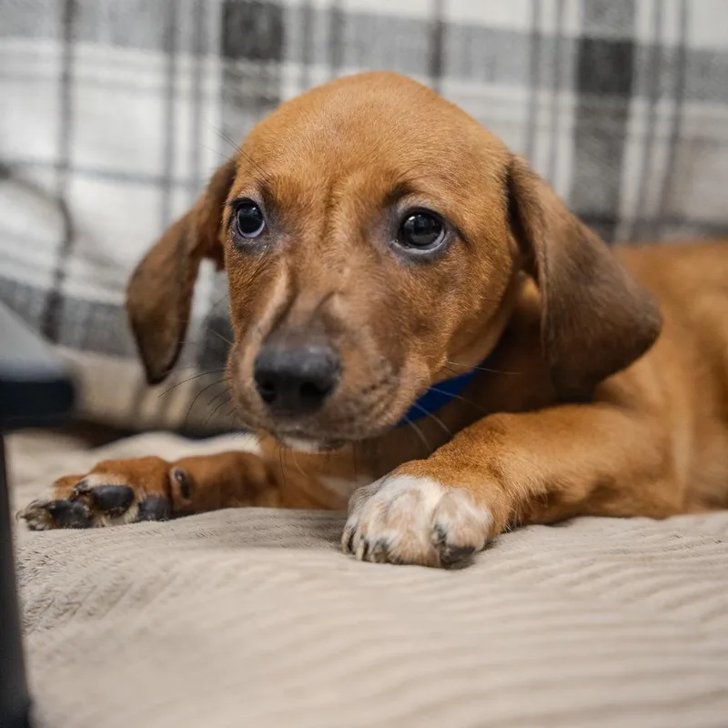 A baby small-sized male Brown / Chocolate Dachshund dog named Mystery for adoption in Pawling, NY