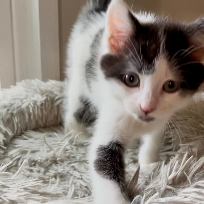 A baby small-sized female White Domestic Short Hair cat named Matcha Best friends with for adoption in West Jefferson, OH