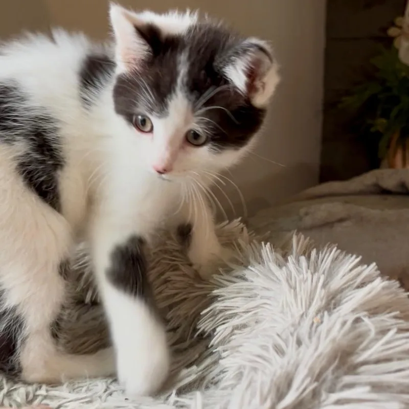 Matcha Best friends with thumbnail 2