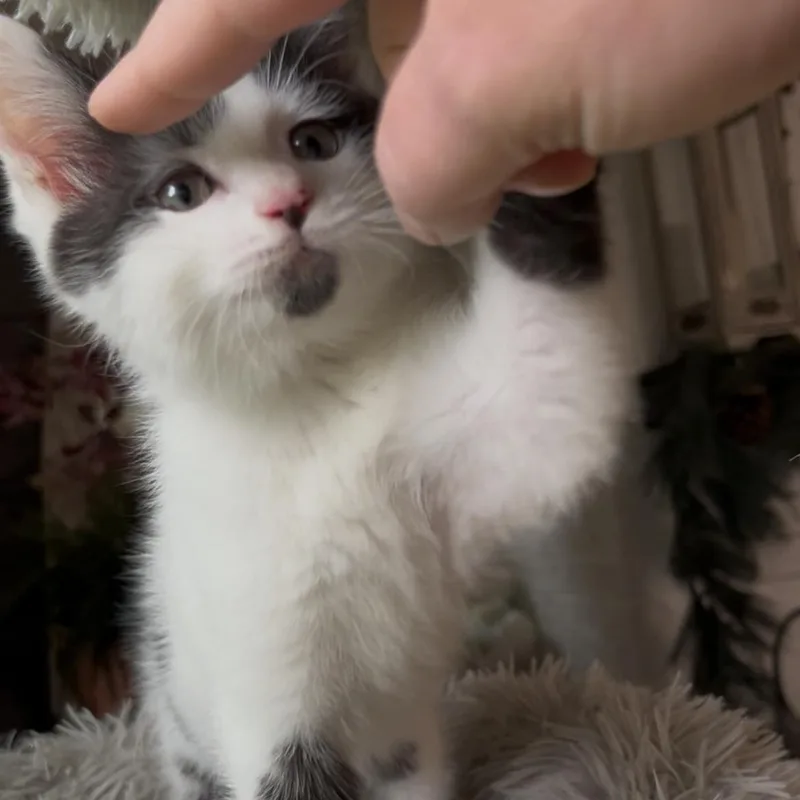 Matcha Best friends with thumbnail 3