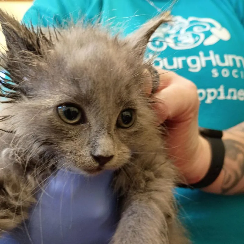 A baby small-sized female Gray / Blue / Silver Domestic Medium Hair cat named Koko for adoption in Lynchburg, VA