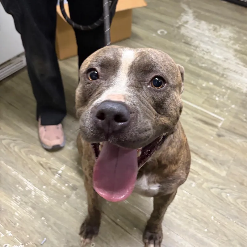 An adult medium-sized male Brindle Mixed Breed dog named Mouse for adoption in Summerville, SC