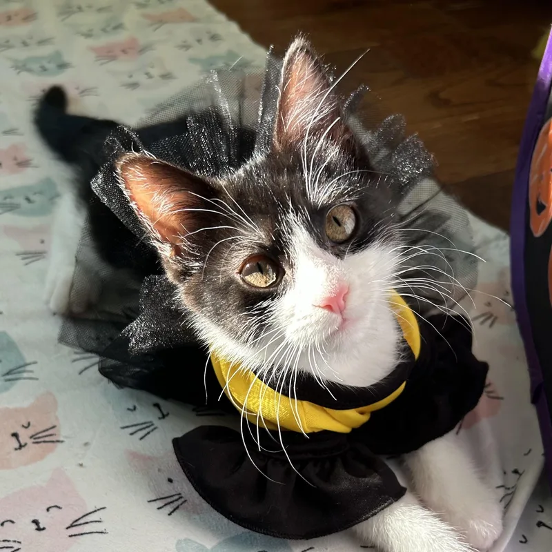 A baby medium-sized female Black & White / Tuxedo Domestic Short Hair cat named Franny for adoption in Salt Point, NY