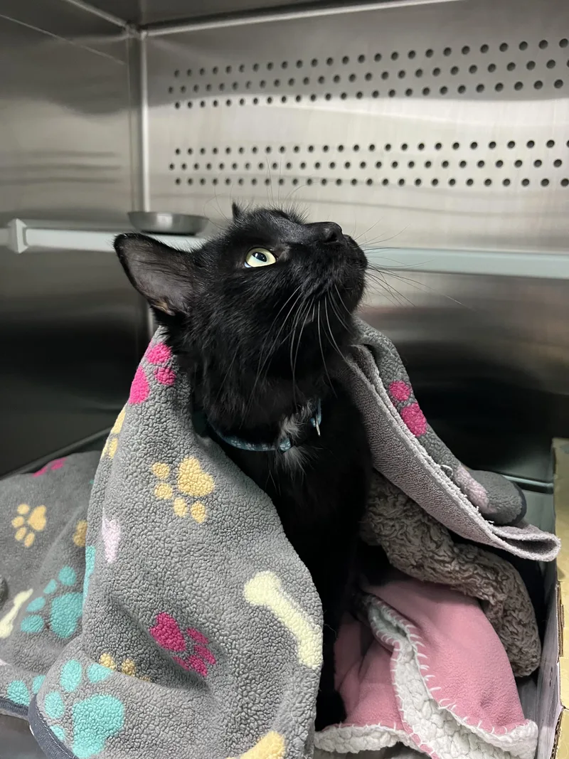 An adult medium-sized male Black Domestic Short Hair cat named Tuxedo for adoption in Seattle, WA