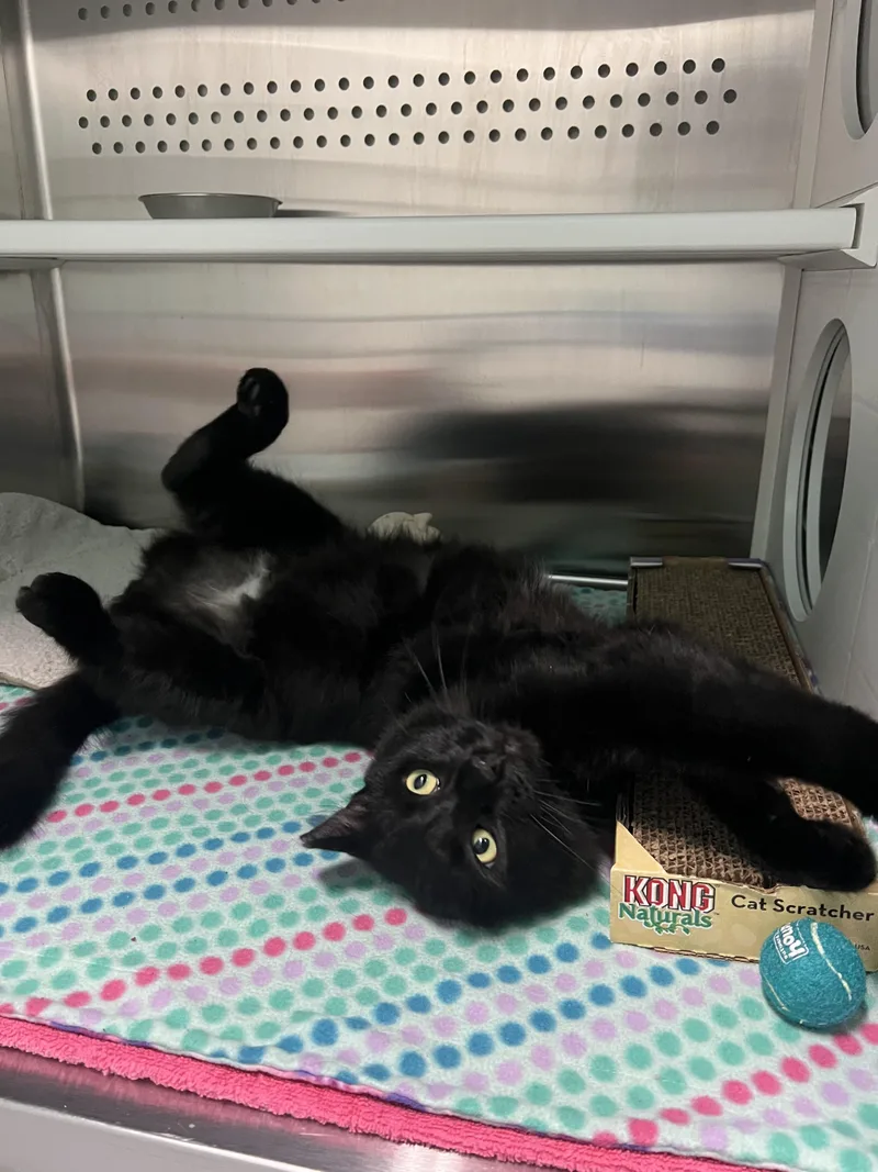 Tuxedo thumbnail 2