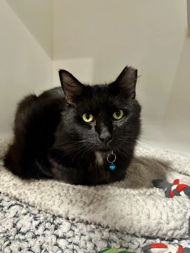 Tuxedo thumbnail 3