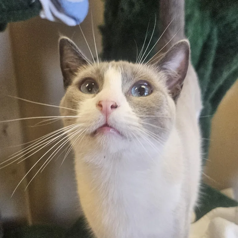 A young medium-sized female Cream / Ivory Siamese cat named Gemstone for adoption in Orange, CA