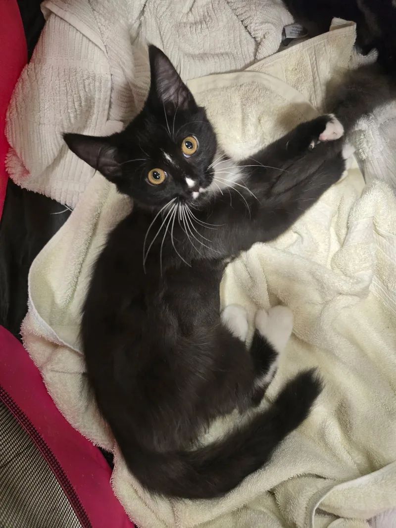 A baby medium-sized female Black & White / Tuxedo Domestic Long Hair cat named Noir for adoption in Richmond, VA