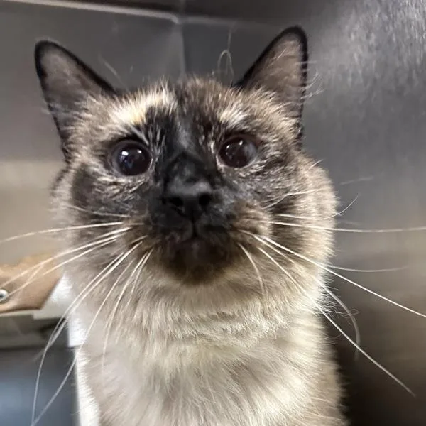 A young small-sized female Siamese cat named French Onion for adoption in Walnut Creek, CA
