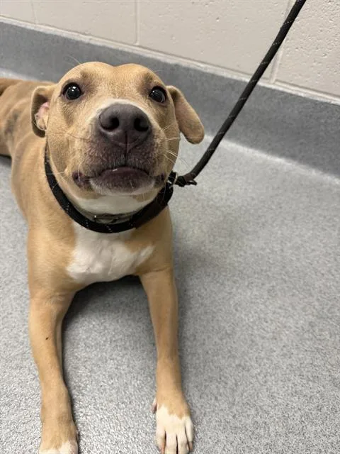 An adult medium-sized female Pit Bull Terrier dog named Oro for adoption in Indianapolis, IN