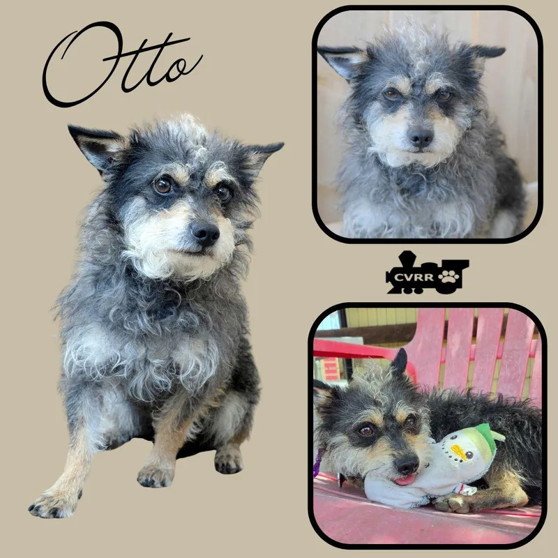 An adult small-sized male Schnauzer dog named Otto for adoption in LINDSAY, CA