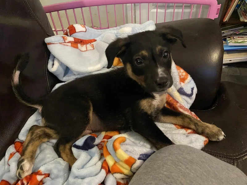 A baby medium-sized male Mixed Breed dog named Noble Goose for adoption in Calhoun, GA