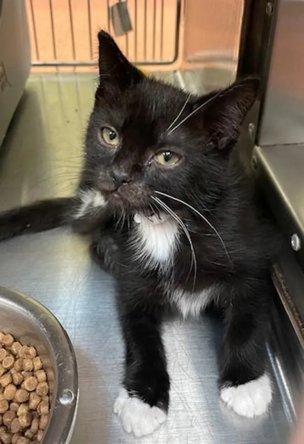 A baby small-sized female Domestic Short Hair cat named Scotch for adoption in Vancouver, WA