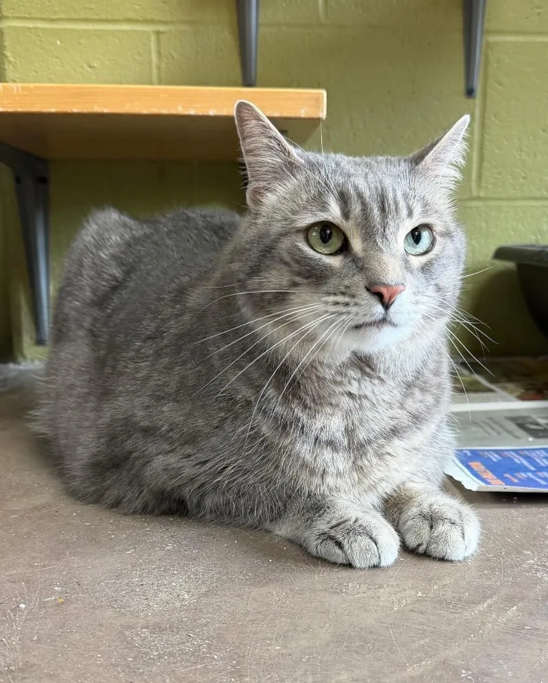 An adult medium-sized male Domestic Short Hair cat named Prince Lir for adoption in Cincinnati, OH