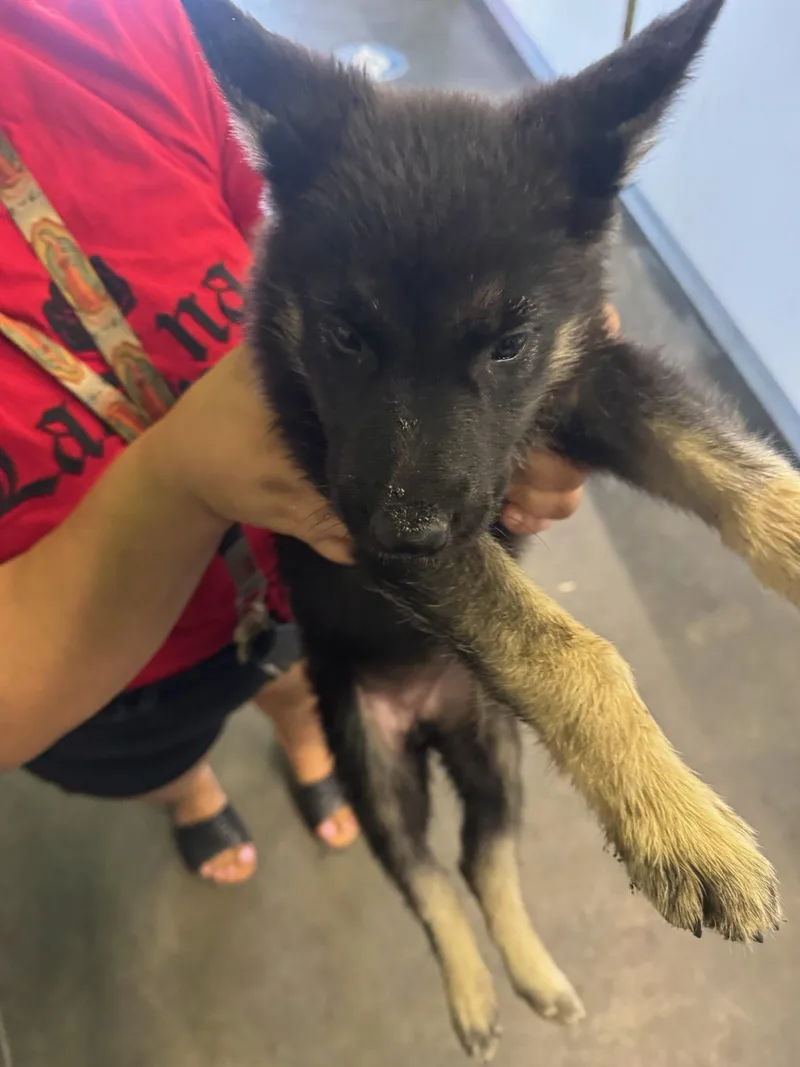 A baby small-sized female German Shepherd Dog dog named Charlotte for adoption in Los Angeles, CA