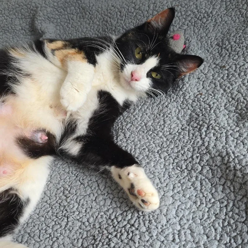 An adult medium-sized female Calico Domestic Short Hair cat named Chex for adoption in Coos Bay, OR