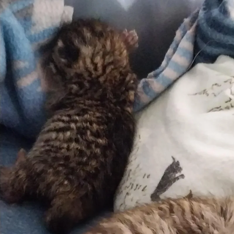A baby small-sized male Brown / Chocolate Domestic Short Hair cat named Thor for adoption in Nampa, ID