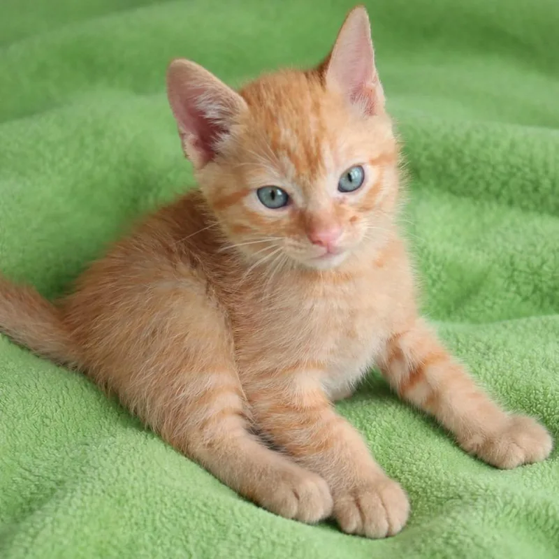 Mandarin thumbnail 2