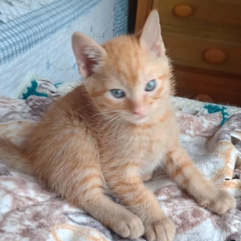 Mandarin thumbnail 3