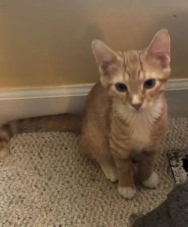A baby medium-sized male Domestic Short Hair cat named Gummy Worm for adoption in Youngsville, NC