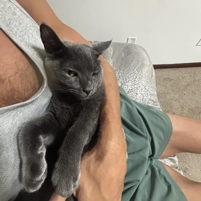 A baby medium-sized male Gray / Blue / Silver Domestic Short Hair cat named Woody for adoption in Blaine, MN