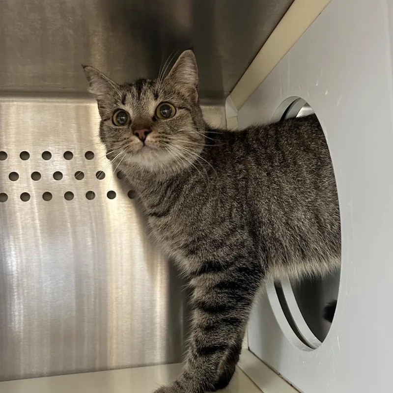 A young medium-sized female Brown / Chocolate Domestic Short Hair cat named Bucatini for adoption in Lynchburg, VA