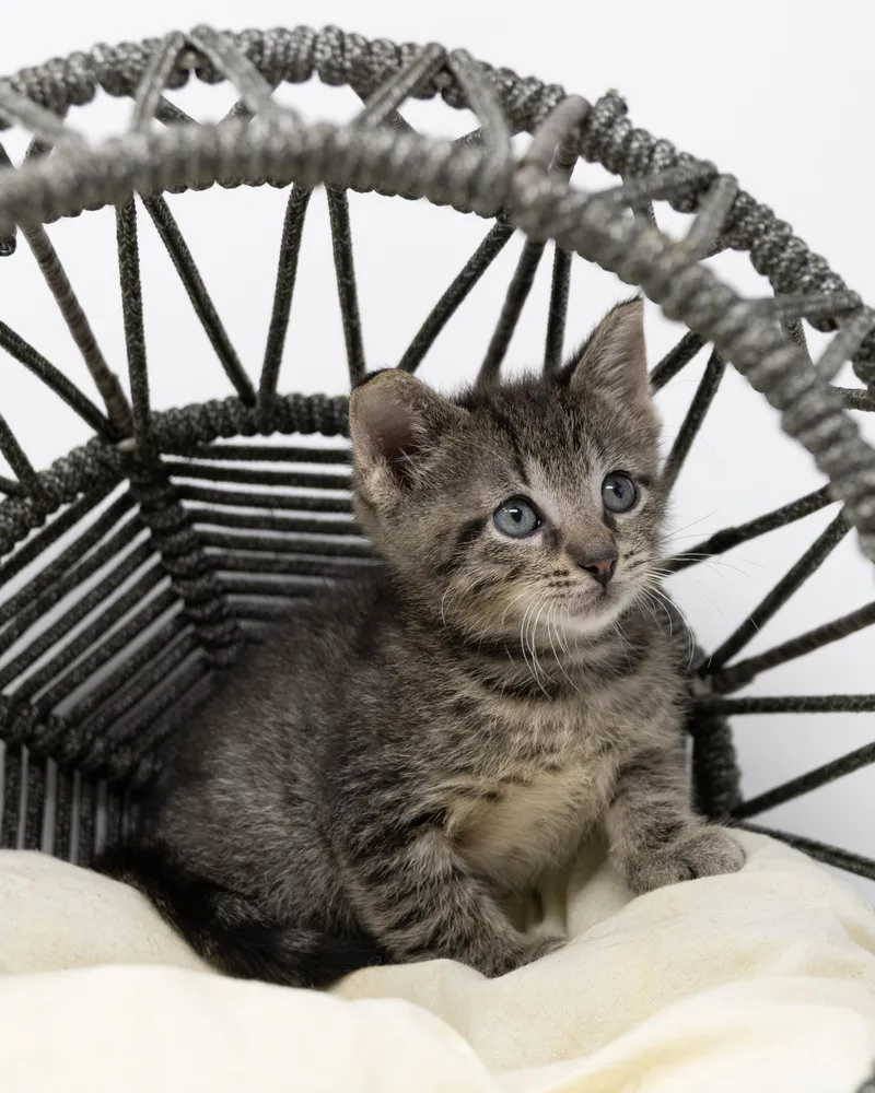 A baby medium-sized male Tabby (Brown / Chocolate) Tabby cat named Mr. Pibb for adoption in Trophy Club, TX