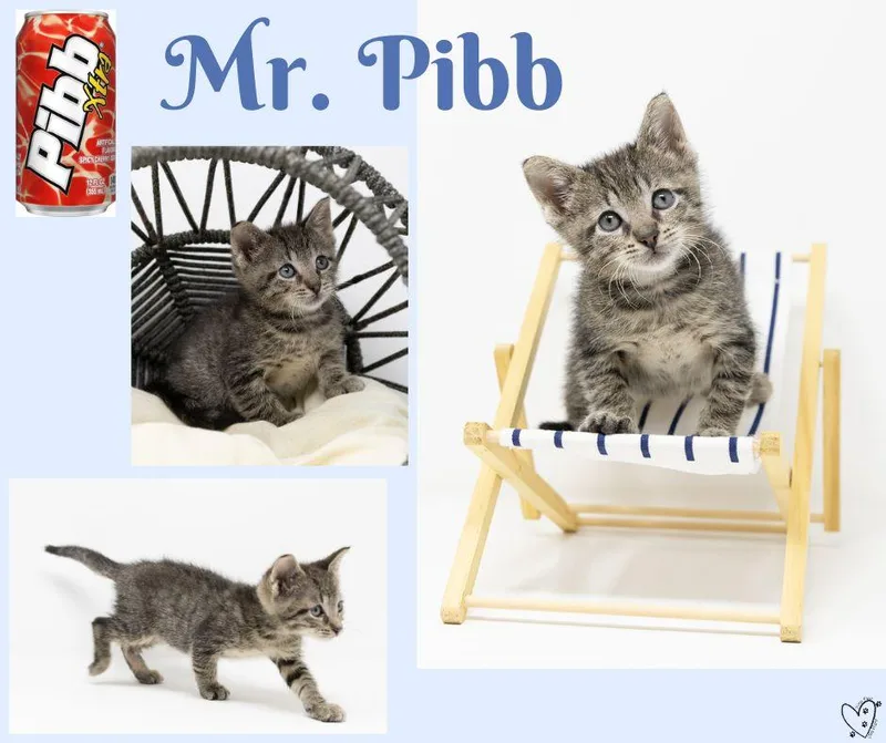 Mr. Pibb thumbnail 6