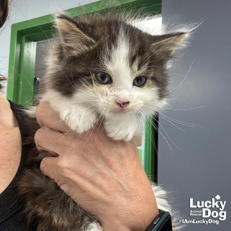A baby medium-sized male Domestic Long Hair cat named Ian for adoption in Washington, DC