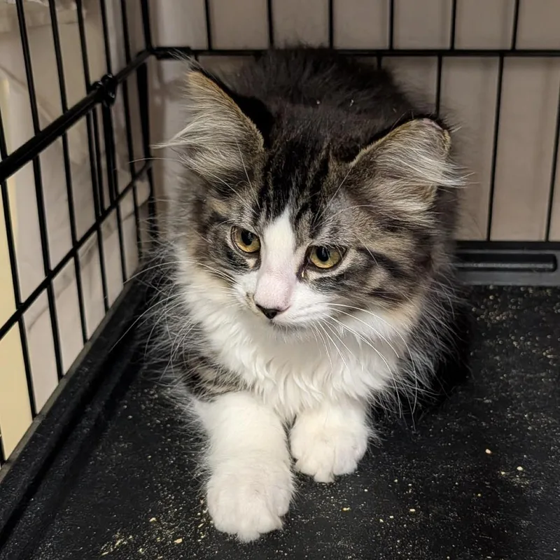 A baby medium-sized male Domestic Long Hair cat named Te Amo for adoption in Allyn, WA