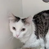 An adult small-sized male White Domestic Medium Hair cat named Jasper for adoption in Jeffersonville, IN