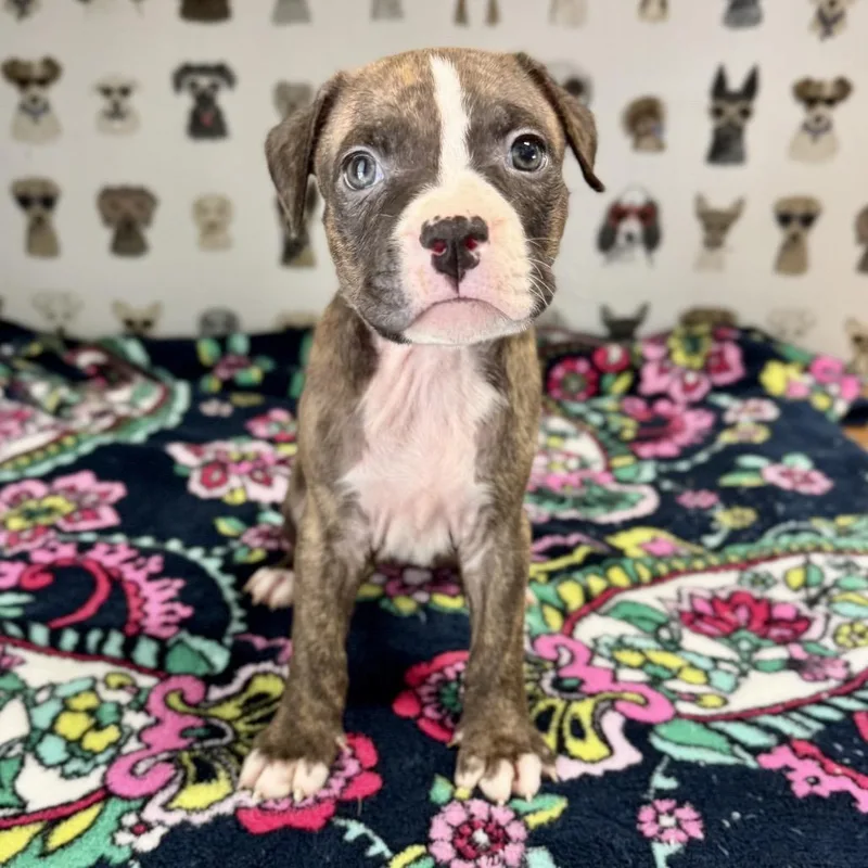 A baby medium-sized female Brown / Chocolate Pit Bull Terrier dog named Paisley for adoption in Durham, NC