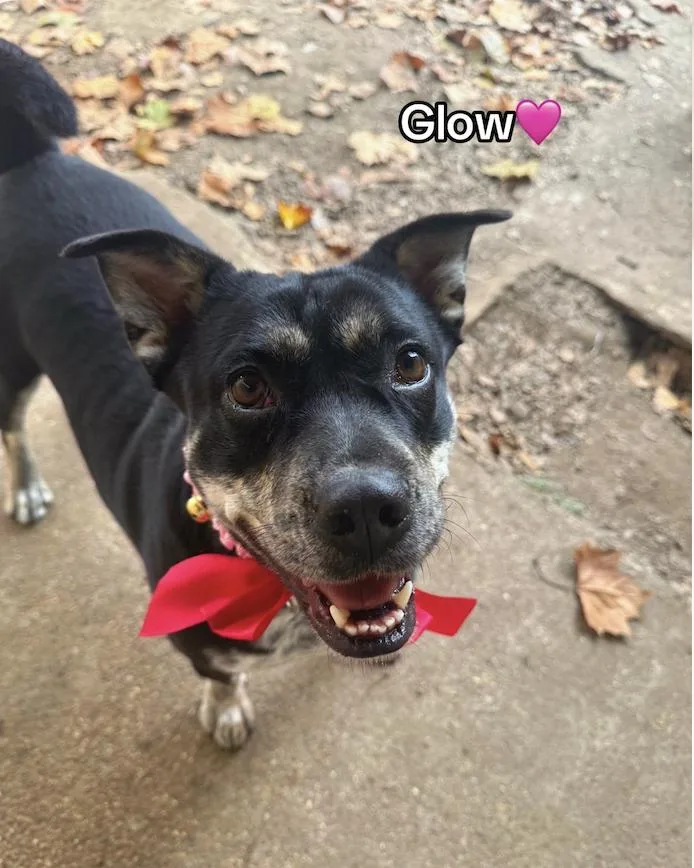 An adult medium-sized female Cattle Dog dog named Glow for adoption in Houston, TX