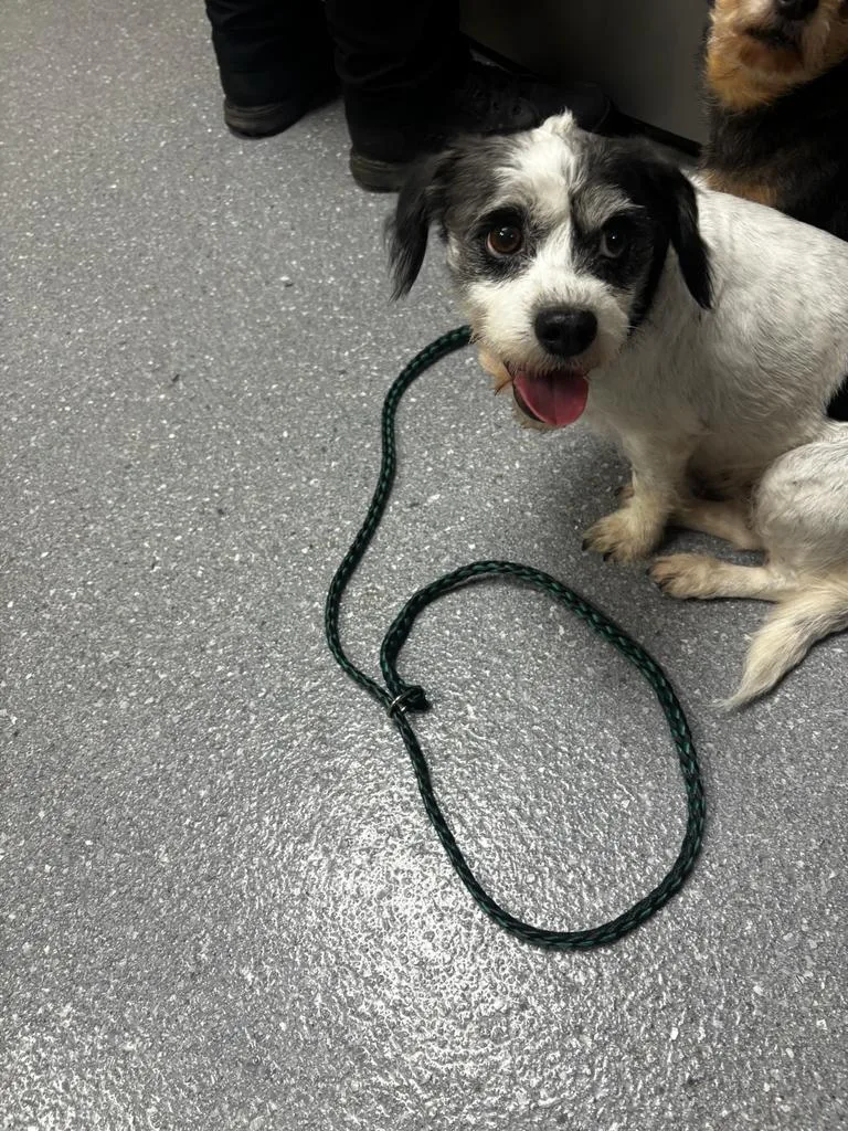 An adult small-sized female Terrier dog named Fiesta for adoption in Greenfield, IN