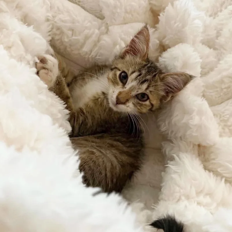 Snuggly Sammy thumbnail 2