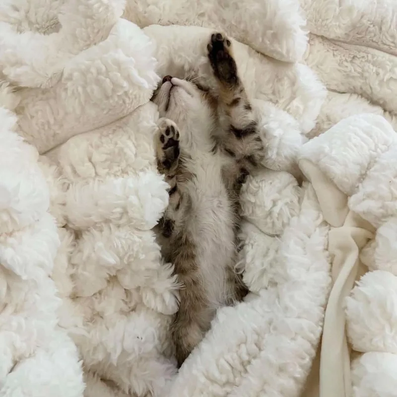 Snuggly Sammy thumbnail 4