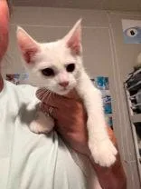 A baby small-sized male White Domestic Short Hair cat named Marshmallow for adoption in Newport, KY