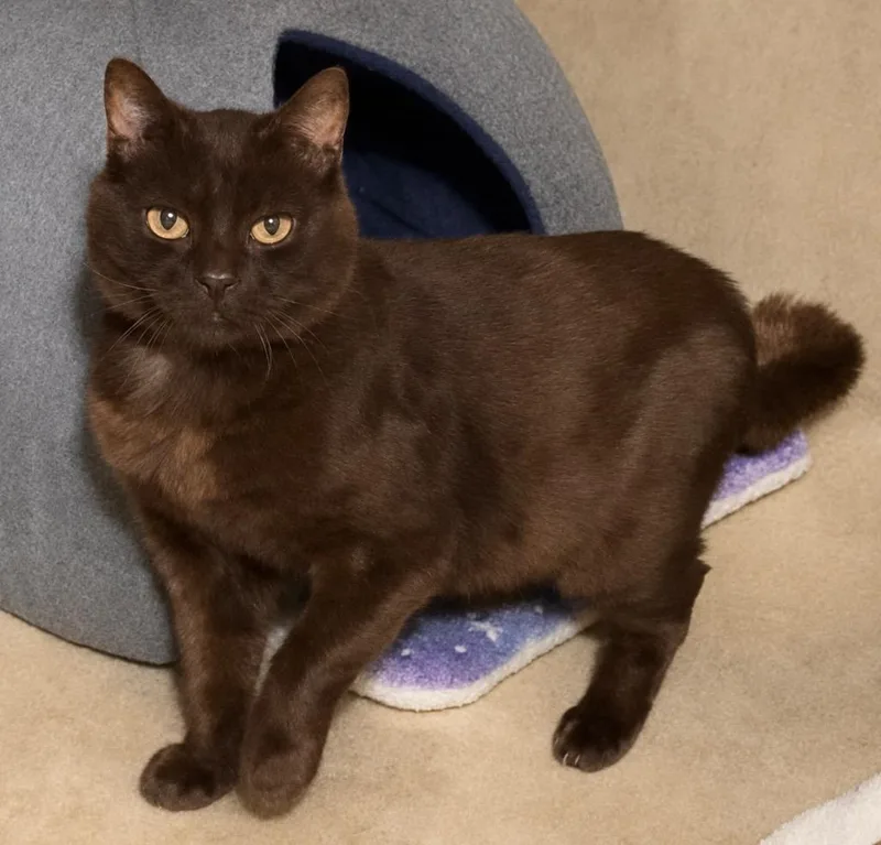 A senior medium-sized male Domestic Short Hair cat named Bear for adoption in Cambria, CA