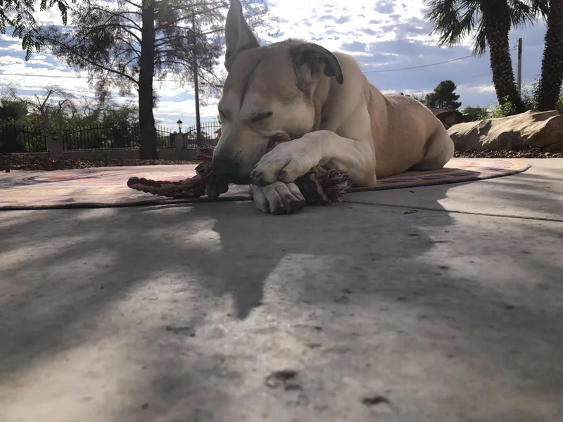 A young large-sized male White / Cream Alaskan Malamute dog named Hamlet for adoption in Las Vegas, NV