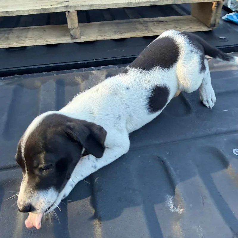 A baby medium-sized female Black Australian Cattle Dog / Blue Heeler dog named Poppy for adoption in Pittsburg, KS