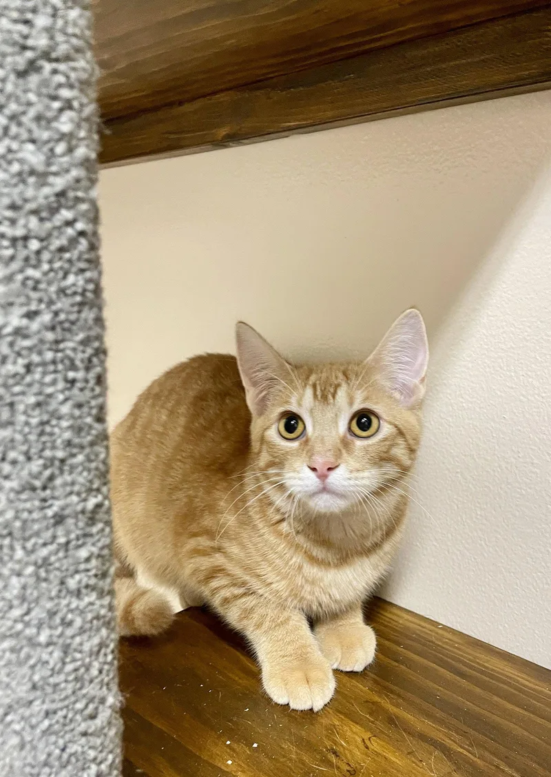 A baby medium-sized male Orange / Red Domestic Short Hair cat named George for adoption in Champaign, IL