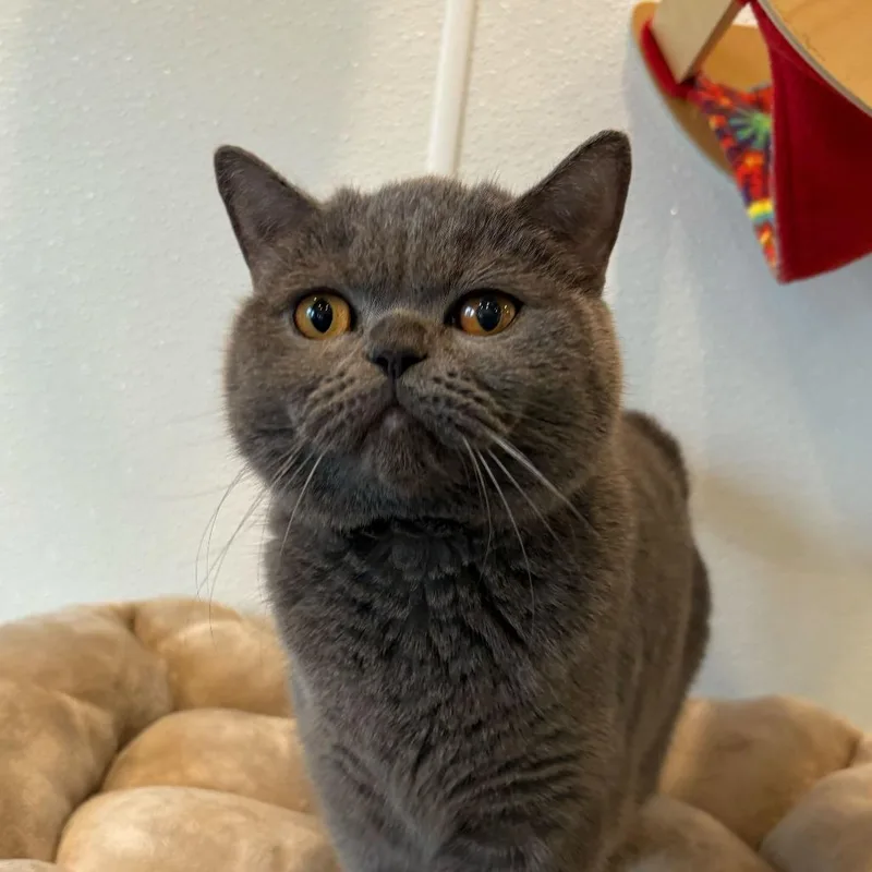 A young medium-sized female Gray / Blue / Silver Scottish Fold cat named Meowdonna for adoption in Louisville, KY