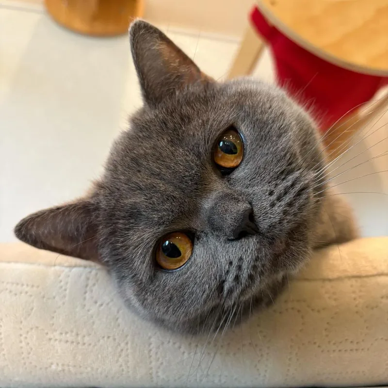 Meowdonna thumbnail 2