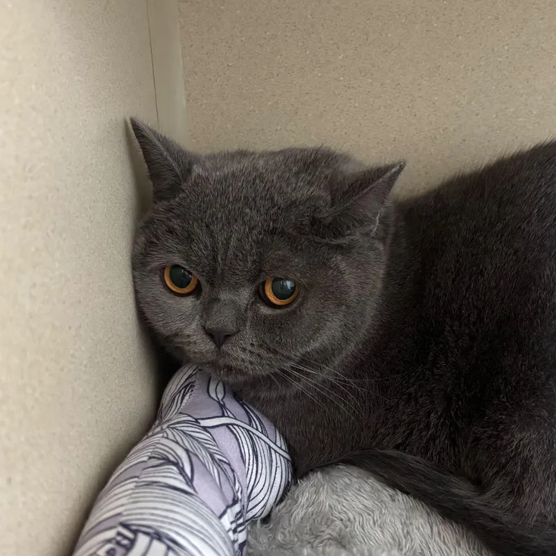 Meowdonna thumbnail 3