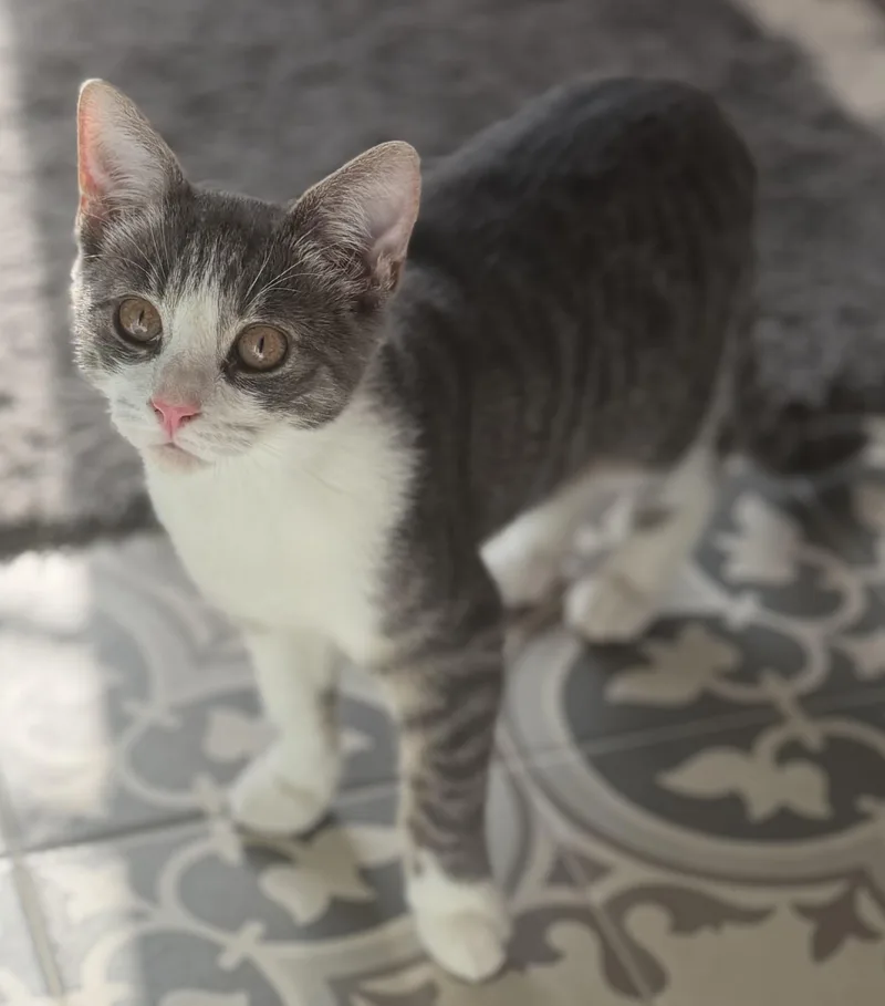 A baby medium-sized male Gray & White Domestic Short Hair cat named Skittles for adoption in Allentown, NJ